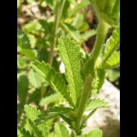 Potentilla Hookeriana (fam. Rosacees)(Am. du Nord)(07)